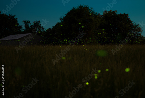 lighting bugs in field