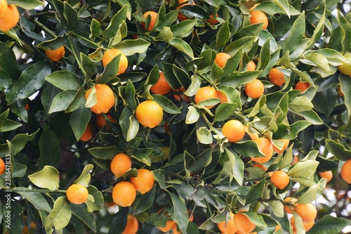 Kumquat fruits 