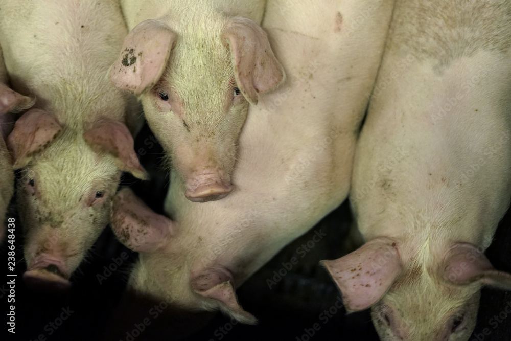 Group of pigs in farm stable. Group of pigs in farm stable.