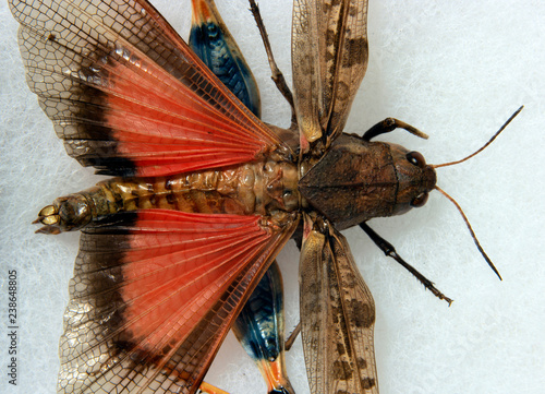 macro red wing Blue-legged Grasshopper Metator pardalinus