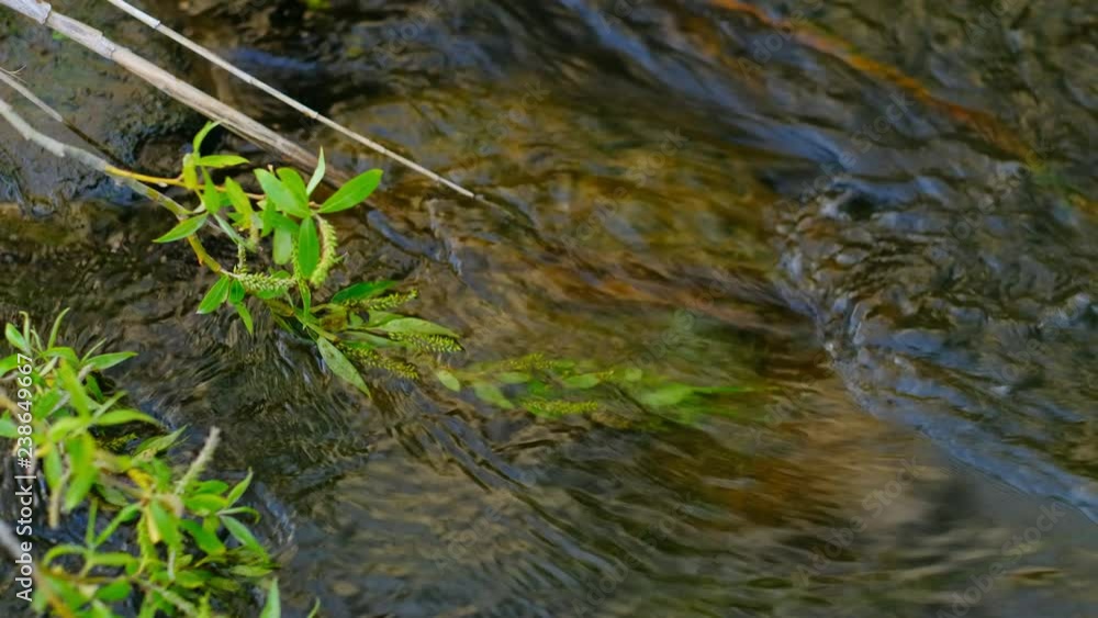 Amazing background with river flow and fallen tree branch with leaves in national park. Summer landscape with clear water stream. Beautiful lake on nature. Amazing background with river flow and fallen tree branch with leaves in national park. Summer landscape with clear water stream. Beautiful lake on nature.