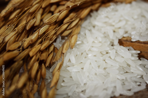 White rice, rice grains on burlap background photo