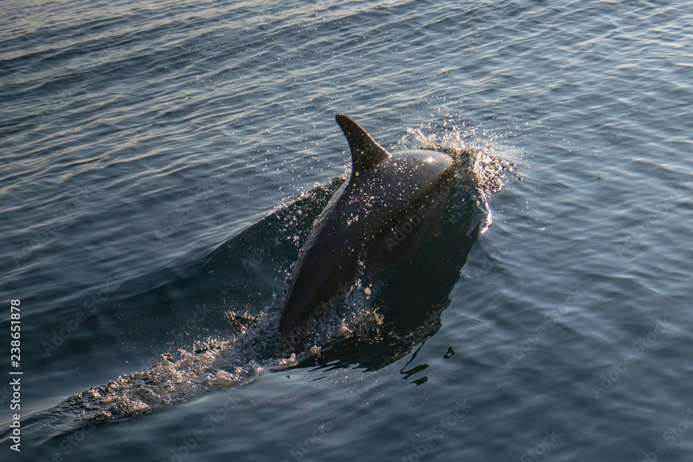 Obraz premium Dolpin butelkowy w pobliżu Ventury u wybrzeży Kalifornii w Stanach Zjednoczonych