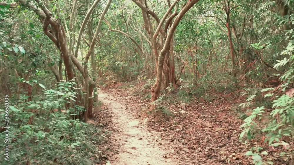 Walking through Taiwan forest Walking through Taiwan forest