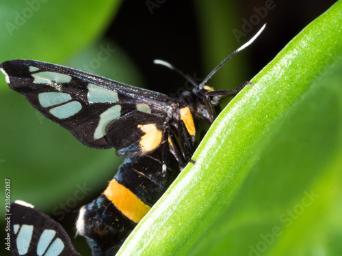 couple of black moth on a leaf in mating season photo