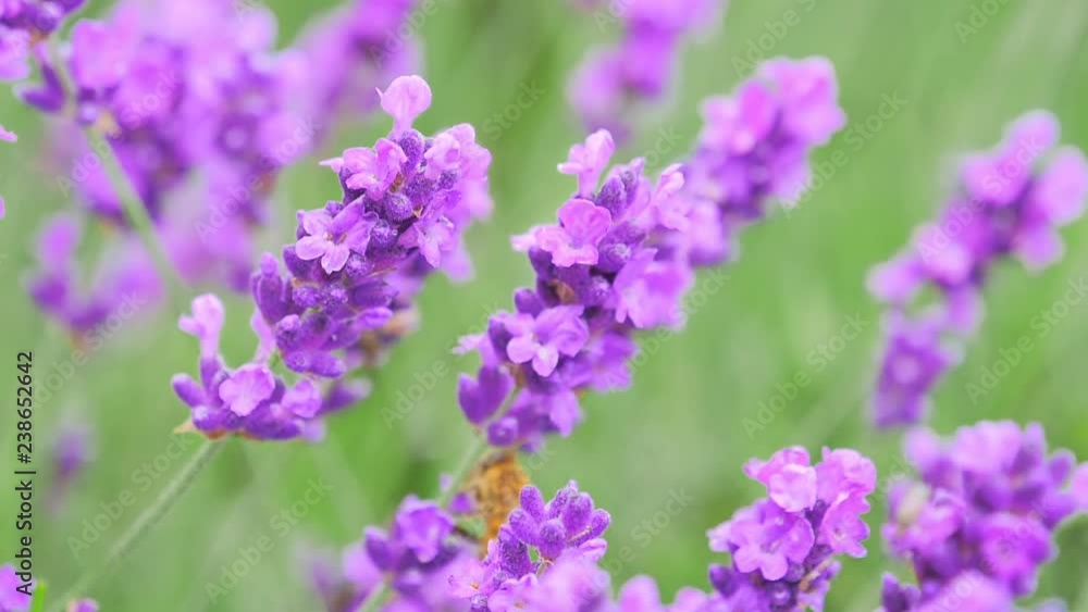 Violet Lavender is blooming. Lavender flowers close up Violet Lavender is blooming. Lavender flowers close up