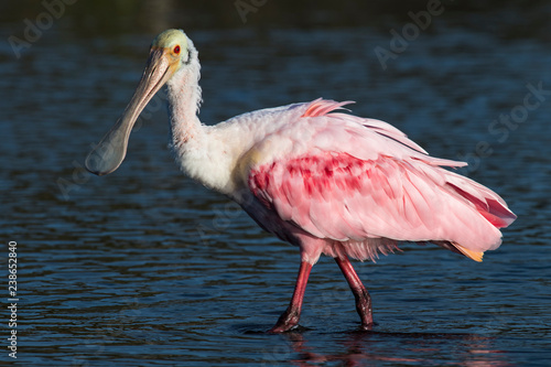 Photography Roseate spoonbill