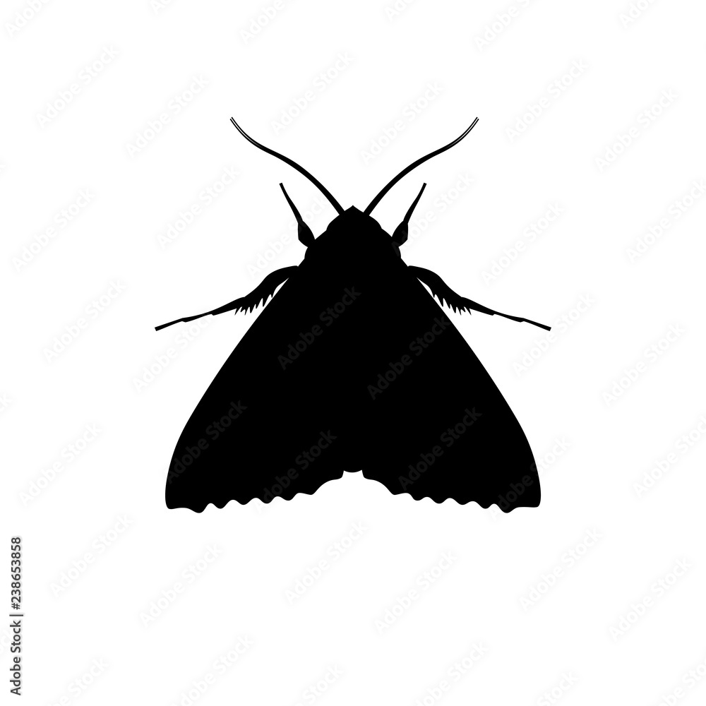 Fotografie Silhouette of codling moth