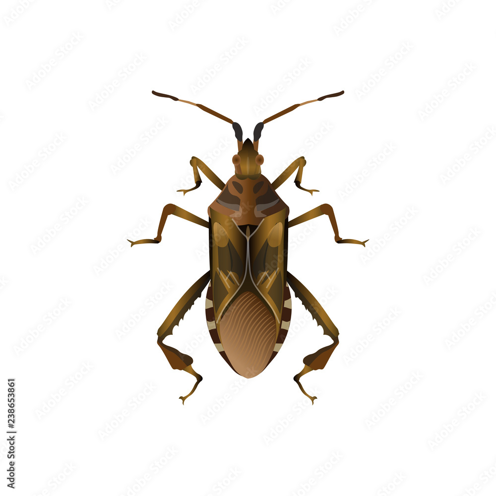 Western conifer seed bug Western conifer seed bug