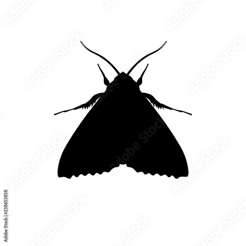 Silhouette of codling moth