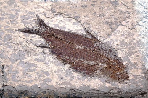 Fossil : Fish Fossil (Lycoptera sp.) from Jurassic age. photo