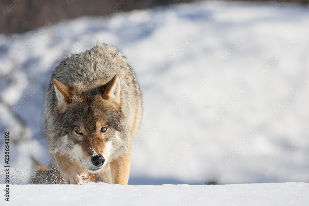 Obraz premium Eurasian Wolf Canis lupus lupus