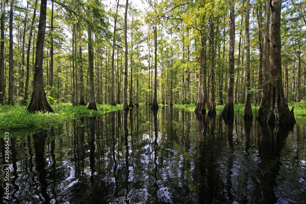 Cypress trees reflected on the still waters of Fisheating Creek, Florida. Cypress trees reflected on the still waters of Fisheating Creek, Florida.