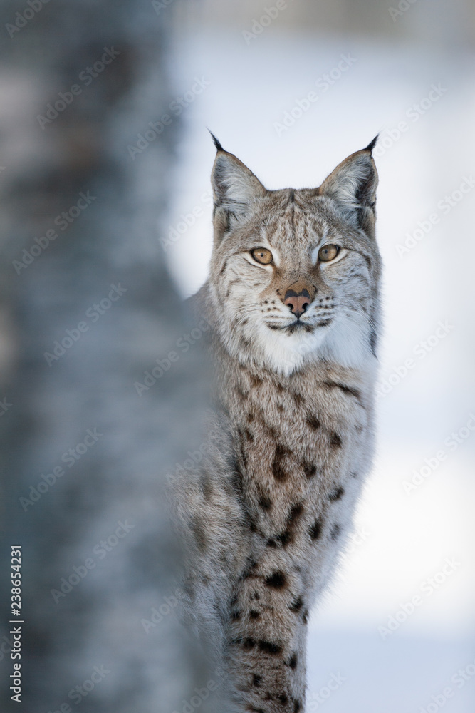 Lynx (Lynx Lynx),