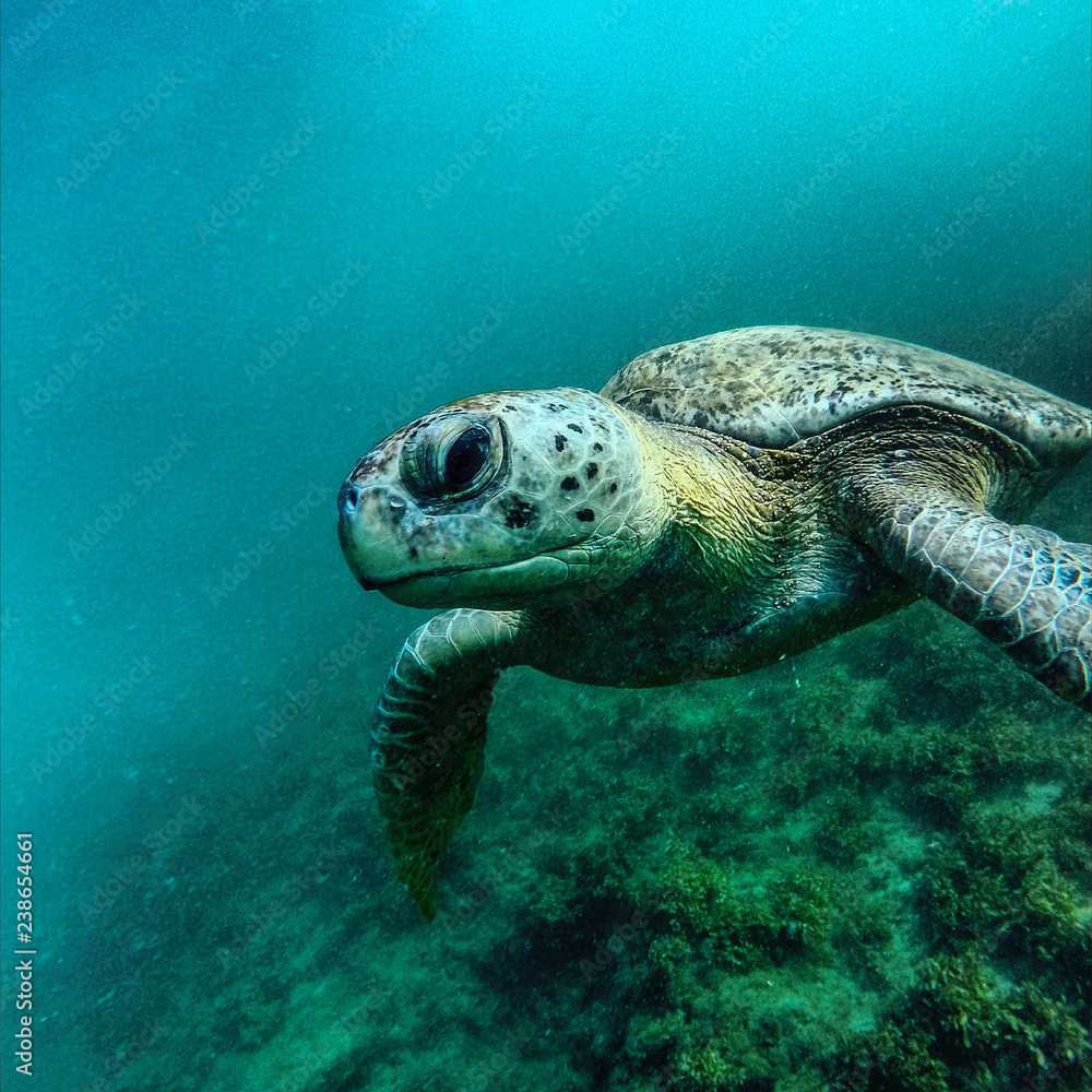 Fototapeta premium Turtle close up