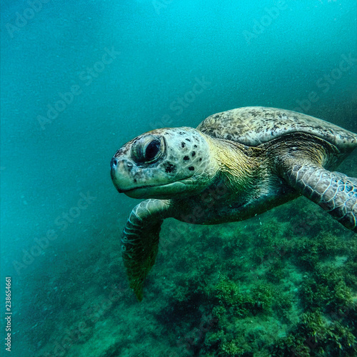 Turtle close up © Diego