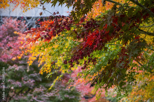 Autumn Leaves in Japan