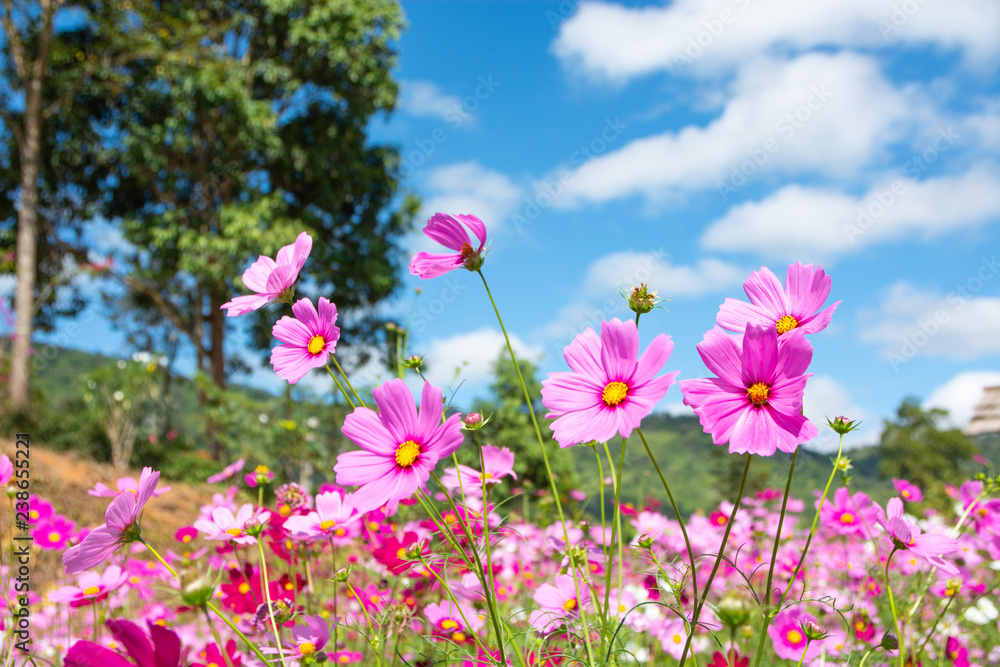 Beautiful pink flowers on the grass in the bright sky.