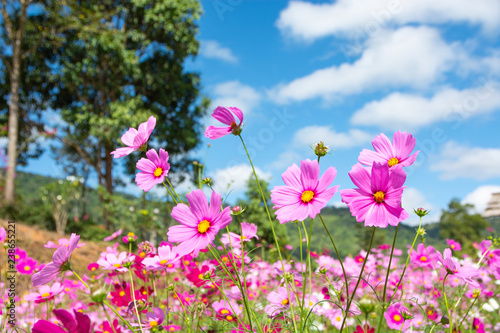 Beautiful pink flowers on the grass in the bright sky.