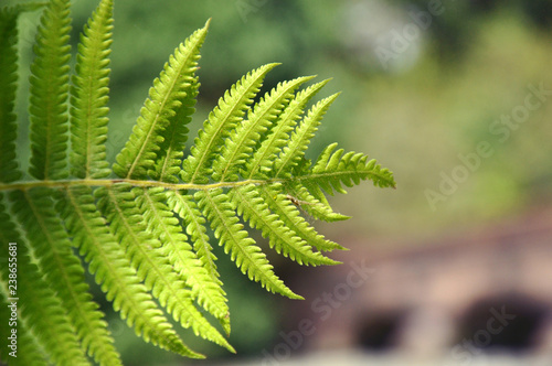 Wild fern leaf 