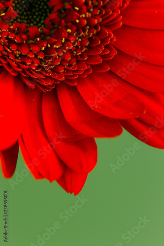 Red Gerbera flower