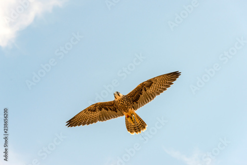 Lanner Falcon in flight