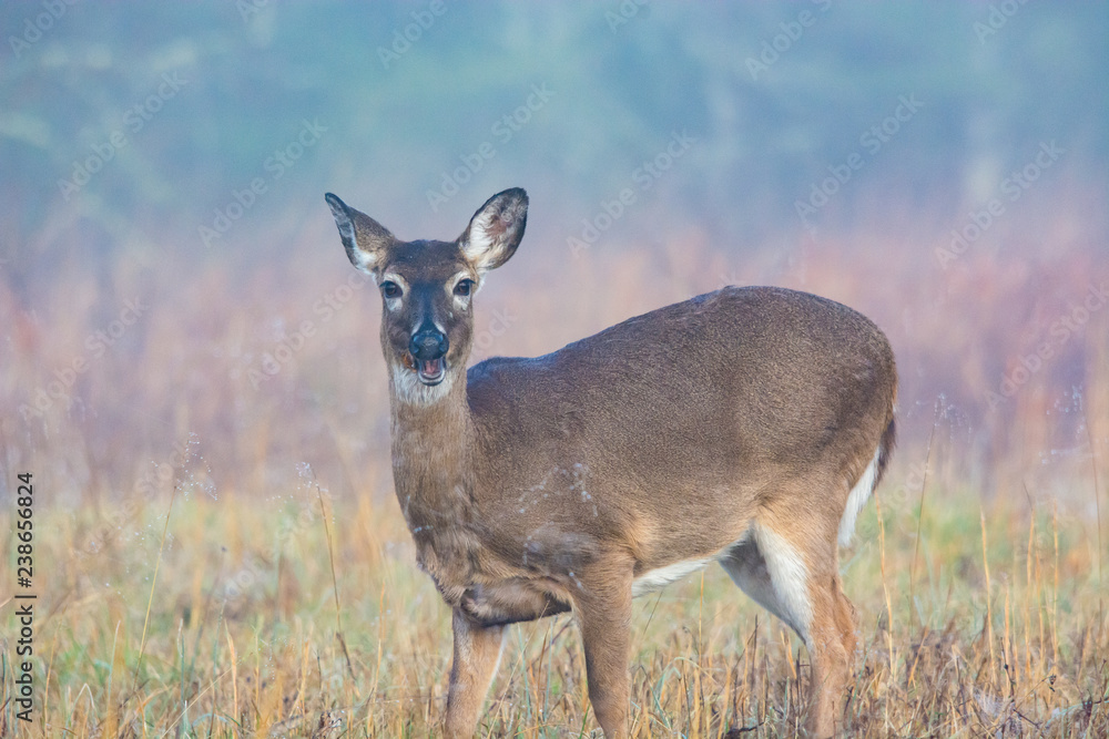 A small deer grazes durning the morning. A small deer grazes durning the morning.