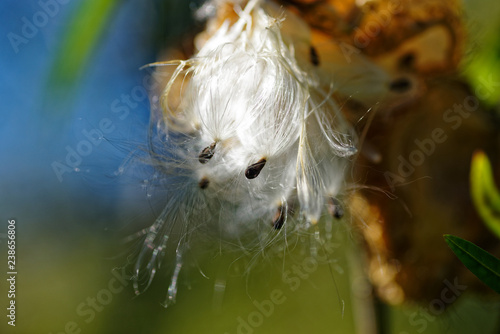 Seed dispersal, seeds on silky threads burst from a seed pod