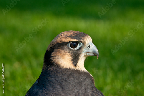 Lanner Falcon portrait/head shot. Close up