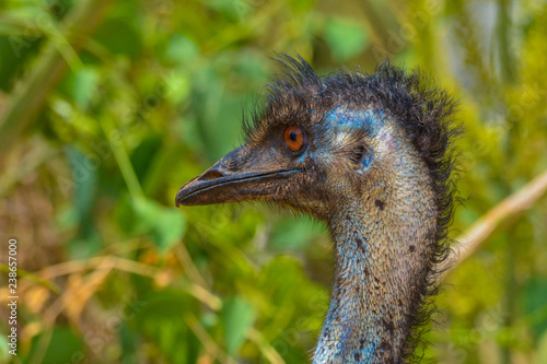 Emu photo