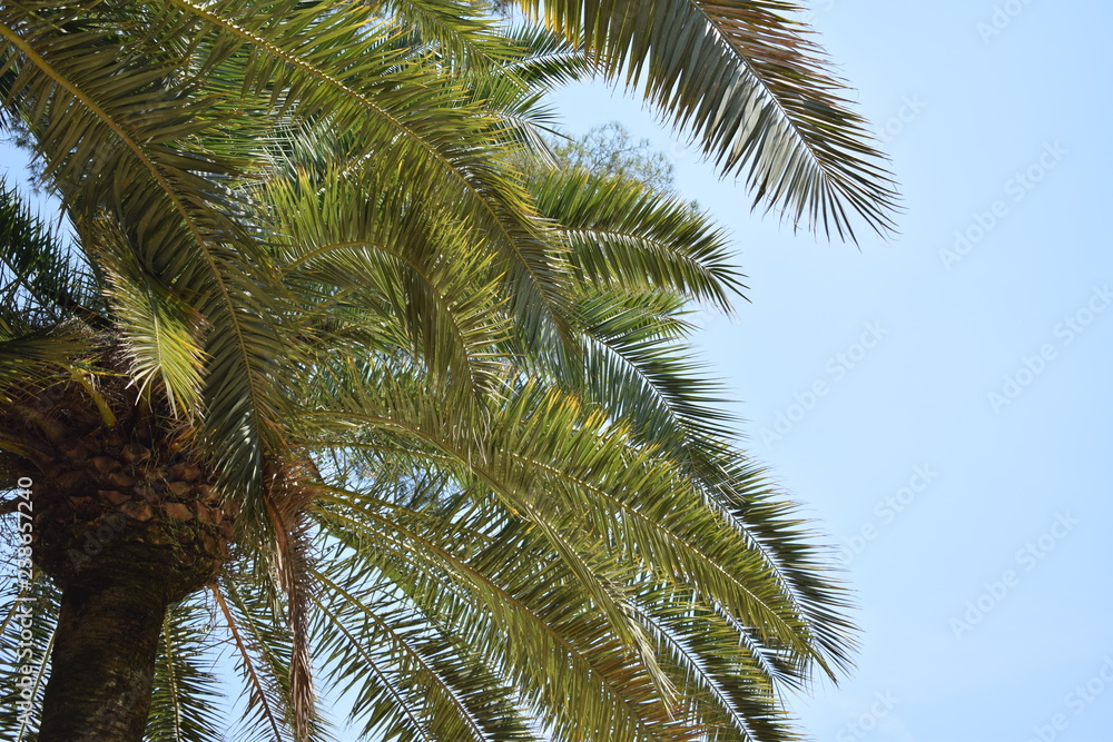 palm tree on background of blue sky palm tree on background of blue sky