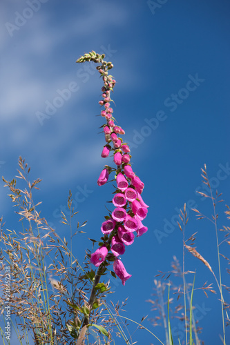 foxglove (scrophulariaceae),