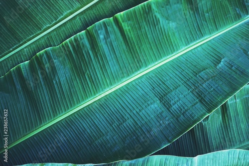 Obraz Liść bananowa tekstura, zielony tropikalny deseniowy tła pojęcie