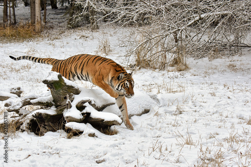 Tiger Jumping over a Snow Covered Fallen Log in Winter