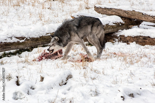 Obraz na plátne Tundra Wolf Snarling over an Elk Carcass in the Snow