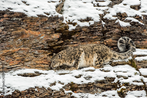 Snow Leopard Crouched on a Rocky Cliffside in the Winter in the Snow