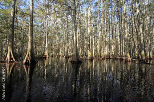 Cypress trees reflected on the still waters of Fisheating Creek  Florida.