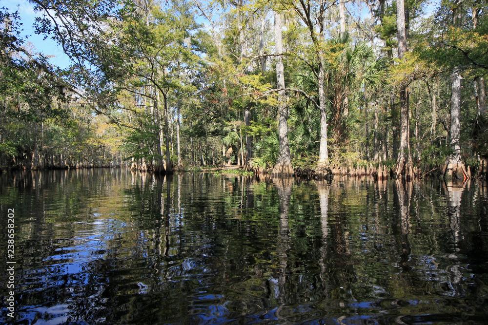 Cypress trees reflected on the still waters of Fisheating Creek, Florida. Cypress trees reflected on the still waters of Fisheating Creek, Florida.