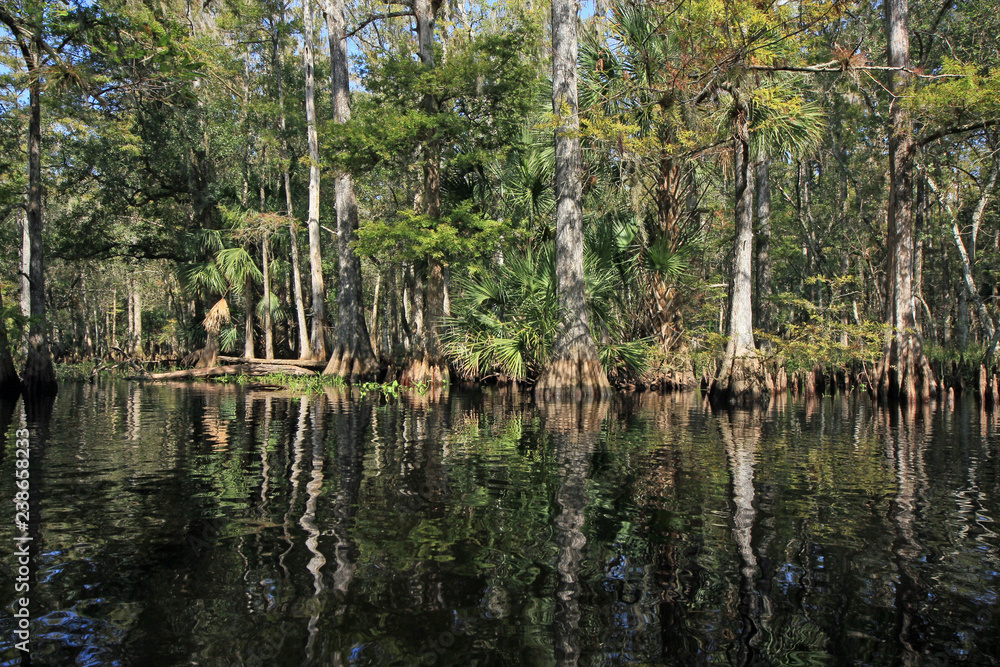 Cypress trees reflected on the still waters of Fisheating Creek, Florida. Cypress trees reflected on the still waters of Fisheating Creek, Florida.