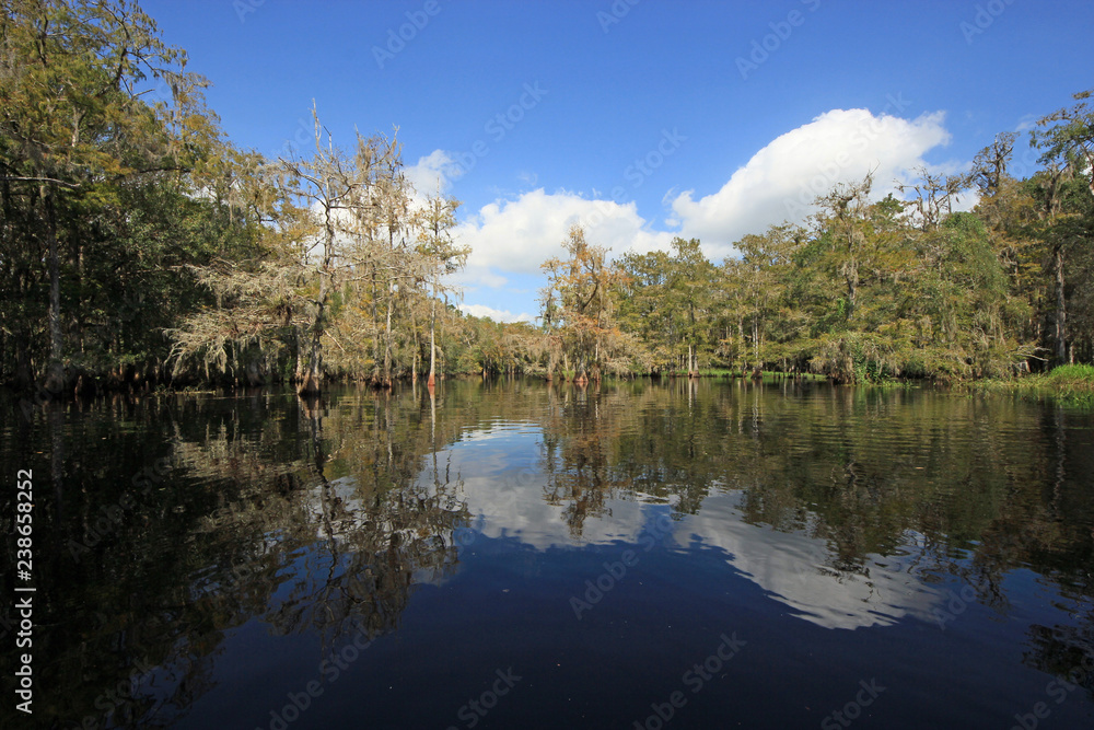 Cypress trees and clouds reflected on the still waters of Fisheating Creek, Florida.