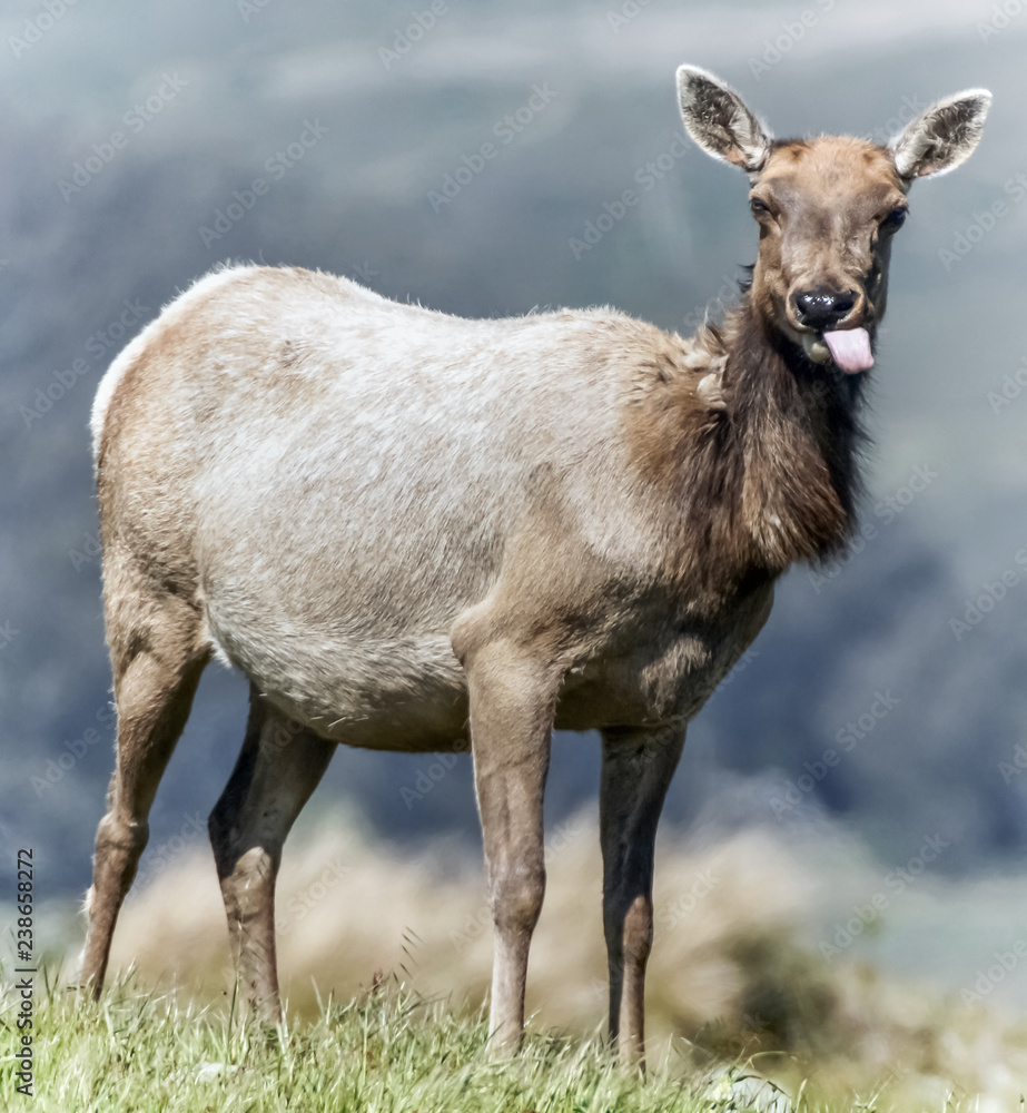 Tule Elk (Cervus canadensis nannodes) adult cow grazing. Tomales Point Elk Preserve, Point Reyes National Seashore, Marin County, California, USA. Tule Elk (Cervus canadensis nannodes) adult cow grazing. Tomales Point Elk Preserve, Point Reyes National Seashore, Marin County, California, USA.