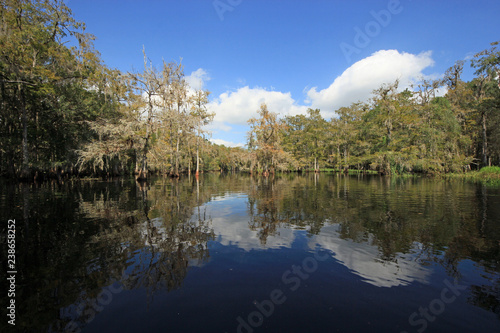 Cypress trees and clouds reflected on the still waters of Fisheating Creek, Florida.