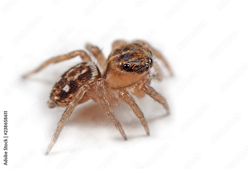 Macro Photo of Jumping Spider Isolated on White Background