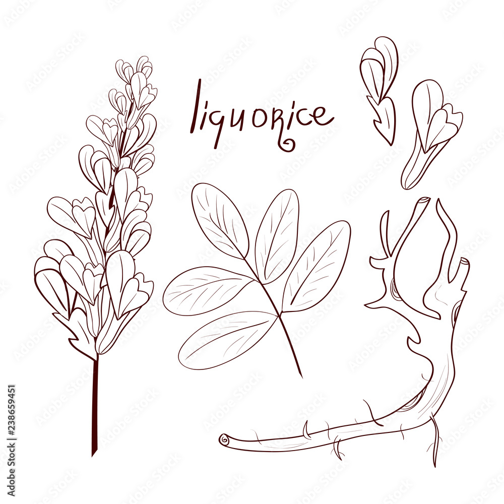 Licorice. Root, leaf, flower. Sketch. Set. Coloring. Stock Vector