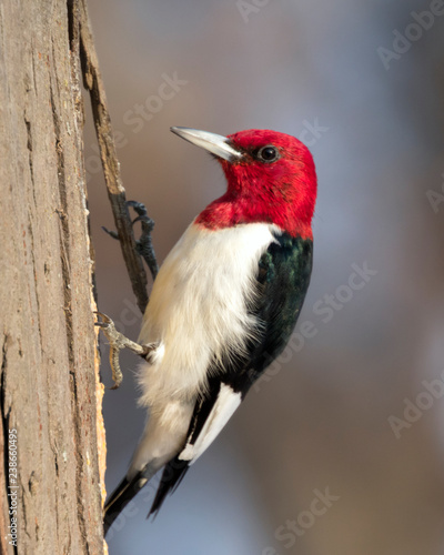 Red-headed woodpecker (Melanerpes erythrocephalus) close up, Iowa, USA. photo