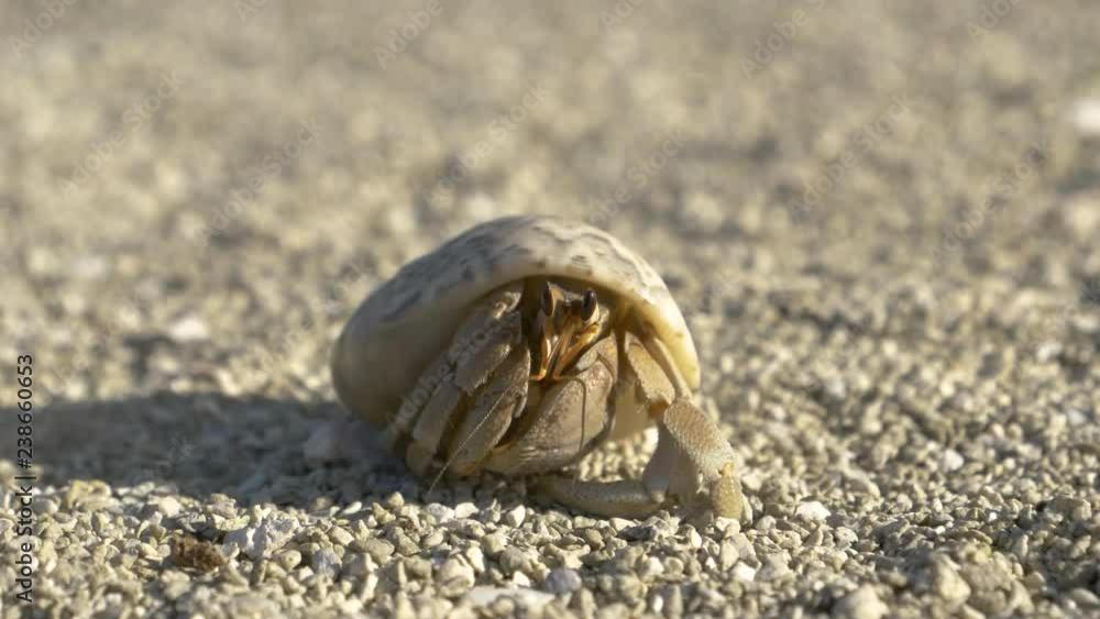 MACRO: Small tropical crab hides into its shell while crawling around the untouched sandy coastline of Aitutaki. Shy white hermit crab exploring the idyllic tropical beach on a sunny summer day. MACRO: Small tropical crab hides into its shell while crawling around the untouched sandy coastline of Aitutaki. Shy white hermit crab exploring the idyllic tropical beach on a sunny summer day.