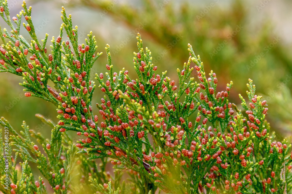 The branch of the savin juniper (binomial name Juniperus sabina) at the springtime. Rostov-on-Don region, Russia The branch of the savin juniper (binomial name Juniperus sabina) at the springtime. Rostov-on-Don region, Russia