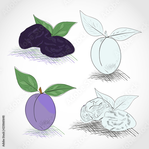 Prunes. Dried. Color and black-and-white drawing. Sketch. Set.