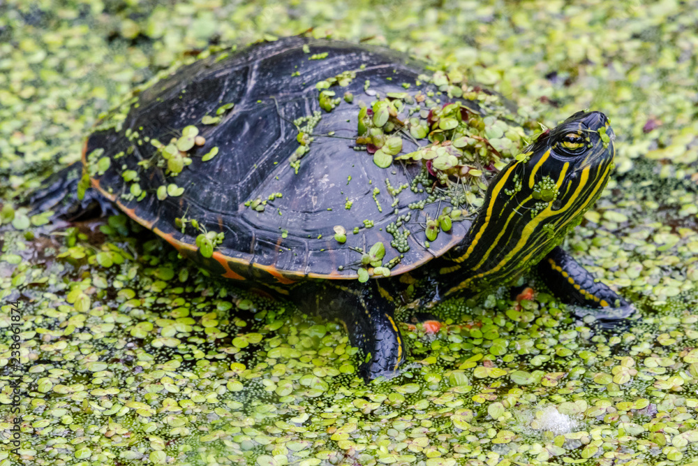 Obraz premium Painted Turtle in a pond