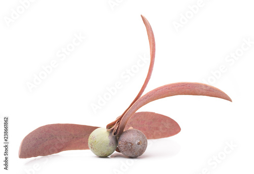 Dipterocarpus alatus Roxb Seeds  isolated on white background photo